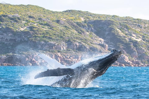 Jet Boat Whale Watching Safari From Dunsborough - Hervey Bay Accommodation 0