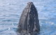 Jet Boat Whale Watching Safari From Dunsborough - thumb 1