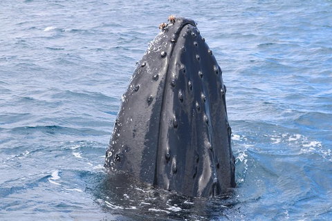 Jet Boat Whale Watching Safari From Dunsborough - Hervey Bay Accommodation 1