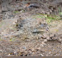 Nocturnal Wildlife Tour from Busselton or Dunsborough - Tourism Hervey Bay