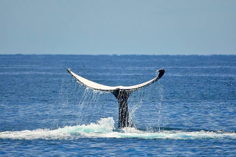 Whale Watching Busselton Departing From Busselton Jetty - Tourism Hervey Bay 1