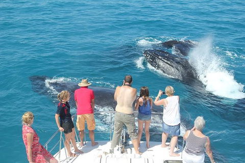 Half-Day Whale Watching Sunset Cruise From Broome - Hervey Bay Accommodation 1