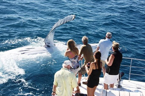 Half-Day Whale Watching Sunset Cruise From Broome - Hervey Bay Accommodation 2