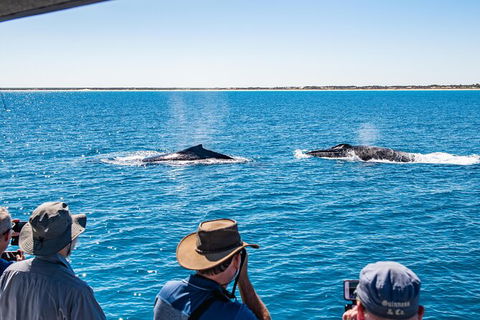 Half-Day Whale Watching Sunset Cruise From Broome - Hervey Bay Accommodation 5