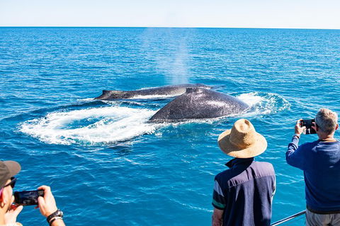 Half-Day Whale Watching Sunset Cruise From Broome - Hervey Bay Accommodation 7