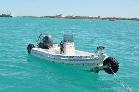 Half-Day Whale Watching Sunset Cruise From Broome - Hervey Bay Accommodation 4
