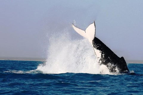 Half-Day Whale Watching Sunset Cruise From Broome - Hervey Bay Accommodation 6