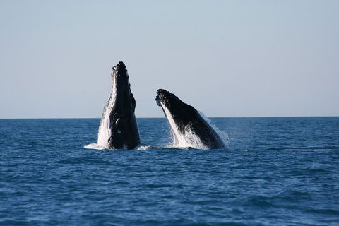 Half-Day Whale Watching Sunset Cruise From Broome - Hervey Bay Accommodation 3