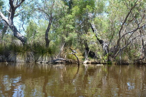 Kayak Tour On The Canning River - Tourism Hervey Bay 4