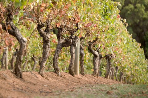 Vasse Felix Winery Tour And Tasting - Hervey Bay Accommodation 3