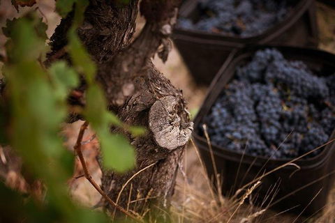 Vasse Felix Winery Tour And Tasting - Hervey Bay Accommodation 4