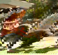 Very Best of Perth Tour - Wildlife Park  City Highlights Tour - Hervey Bay Accommodation