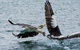 Albany Wildlife And Scenic Cruise - thumb 4