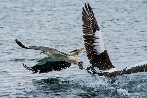 Albany Wildlife And Scenic Cruise - Tourism Hervey Bay 4