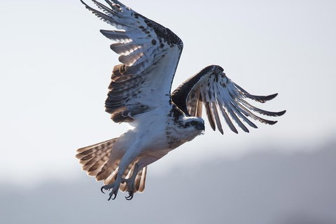 Albany Wildlife And Scenic Cruise - Tourism Hervey Bay 6
