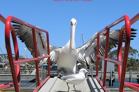 Kalgan Queen Scenic Cruises A Four Hour Sheltered Water Wildlife Tour Daily Fun. - Tourism Hervey Bay 1