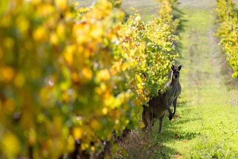 Full-Day Winery And Brewery Tour In Margaret River With Lunch - Hervey Bay Accommodation 6