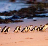 Phillip Island Penguin Parade Entry and Express Shuttle from Melbourne - Tourism Hervey Bay