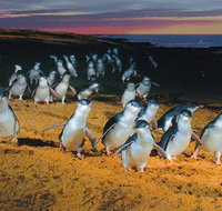 Phillip Island Tour from Melbourne - Tourism Hervey Bay