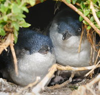 Phillip Island Penguin Parade Evening Tour - Tourism Hervey Bay