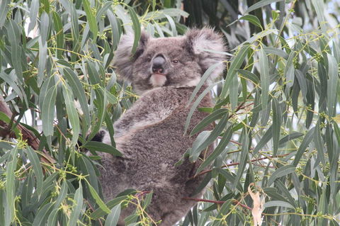 Koalas And Kangaroo In The Wild Tour From Melbourne - Tourism Hervey Bay 9