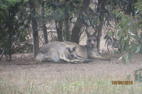 Koalas And Kangaroo In The Wild Tour From Melbourne - Tourism Hervey Bay 14