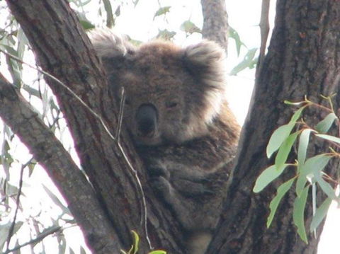 Koalas And Kangaroo In The Wild Tour From Melbourne - Tourism Hervey Bay 22