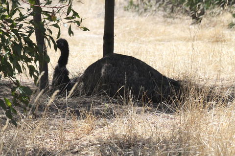 Koalas And Kangaroo In The Wild Tour From Melbourne - Tourism Hervey Bay 8