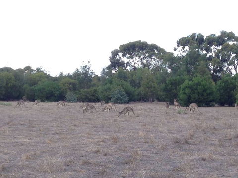 Koalas And Kangaroo In The Wild Tour From Melbourne - Tourism Hervey Bay 11