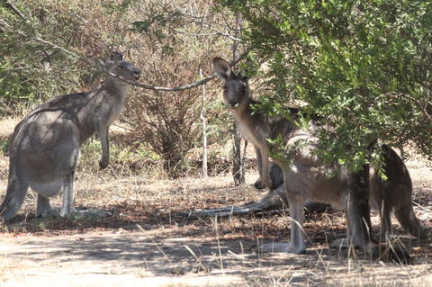 Koalas And Kangaroo In The Wild Tour From Melbourne - Tourism Hervey Bay 6