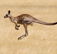 Koalas and Kangaroo in the Wild Tour from Melbourne - Tourism Hervey Bay