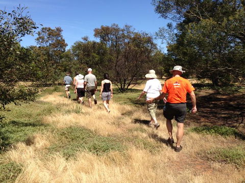 Koalas And Kangaroo In The Wild Tour From Melbourne - Tourism Hervey Bay 19