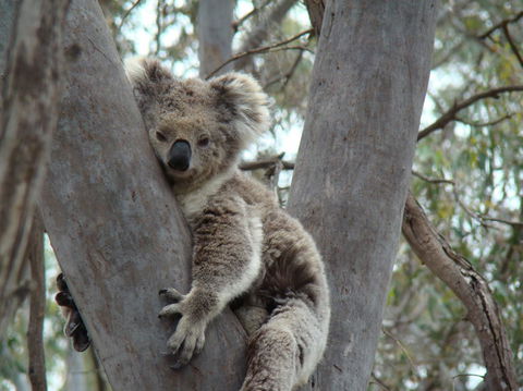 Koalas And Kangaroo In The Wild Tour From Melbourne - Tourism Hervey Bay 21