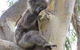 Koalas And Kangaroo In The Wild Tour From Melbourne - thumb 17