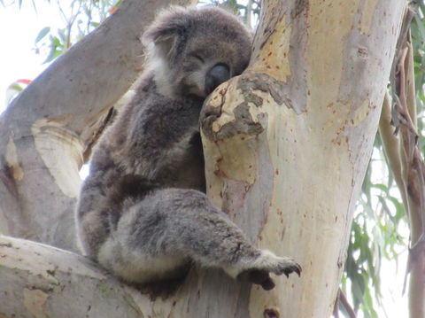 Koalas And Kangaroo In The Wild Tour From Melbourne - Tourism Hervey Bay 17