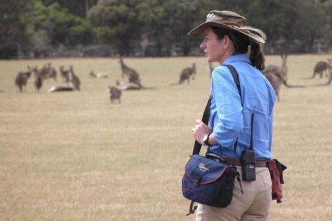 Koalas And Kangaroo In The Wild Tour From Melbourne - Tourism Hervey Bay 1