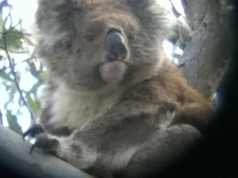 Koalas And Kangaroo In The Wild Tour From Melbourne - Tourism Hervey Bay 20