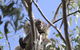 Koalas And Kangaroo In The Wild Tour From Melbourne - thumb 10