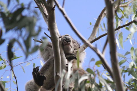 Koalas And Kangaroo In The Wild Tour From Melbourne - Tourism Hervey Bay 10