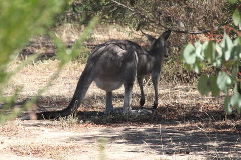 Koalas And Kangaroo In The Wild Tour From Melbourne - Tourism Hervey Bay 3