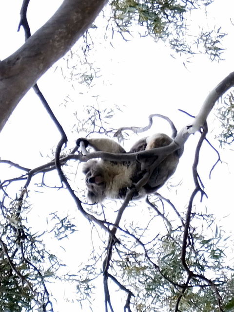 Koalas And Kangaroo In The Wild Tour From Melbourne - Tourism Hervey Bay 2