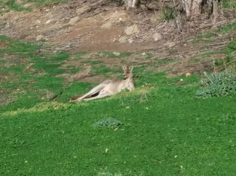 Koalas And Kangaroo In The Wild Tour From Melbourne - Tourism Hervey Bay 16