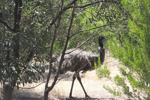 Koalas And Kangaroo In The Wild Tour From Melbourne - Tourism Hervey Bay 7