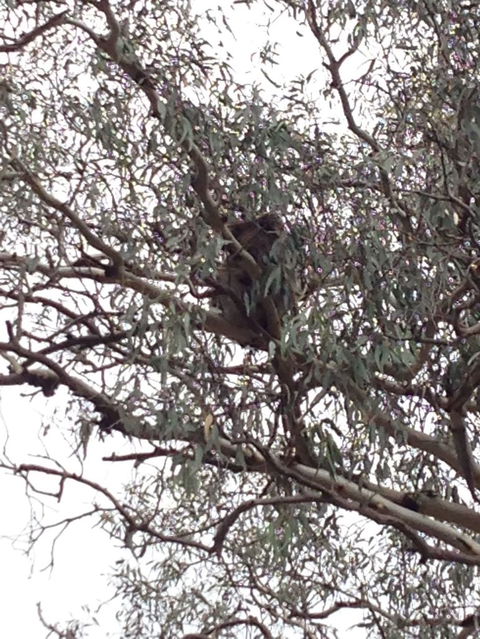 Koalas And Kangaroo In The Wild Tour From Melbourne - Tourism Hervey Bay 13