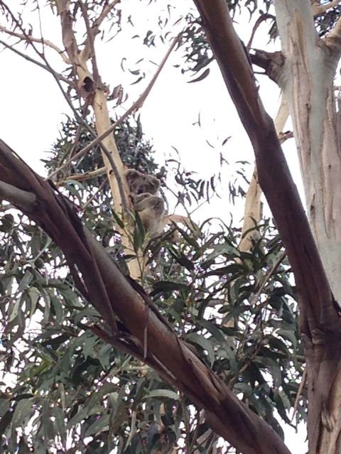 Koalas And Kangaroo In The Wild Tour From Melbourne - Tourism Hervey Bay 12