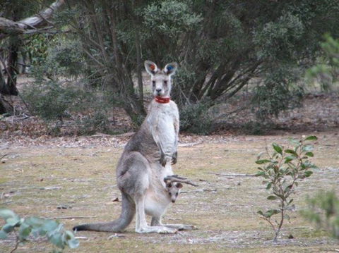 Koalas And Kangaroo In The Wild Tour From Melbourne - Tourism Hervey Bay 25