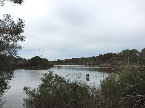 Koalas And Kangaroo In The Wild Tour From Melbourne - Tourism Hervey Bay 15