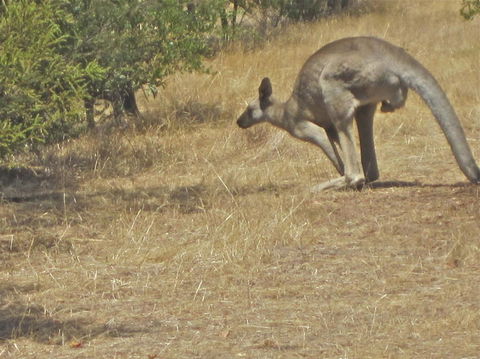 Koalas And Kangaroo In The Wild Tour From Melbourne - Tourism Hervey Bay 18