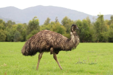 Koalas And Kangaroo In The Wild Tour From Melbourne - Tourism Hervey Bay 29