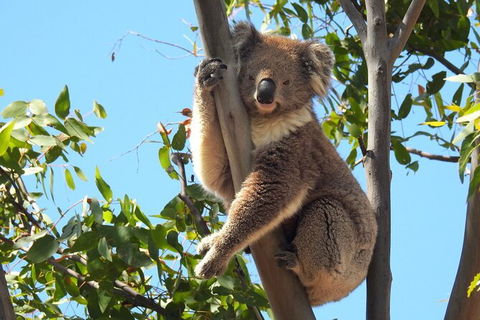 Koalas And Kangaroo In The Wild Tour From Melbourne - Tourism Hervey Bay 31